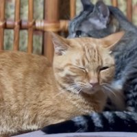 寄り添ってくつろぐ猫