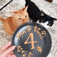 おやつで文字を書いた皿と2匹の猫