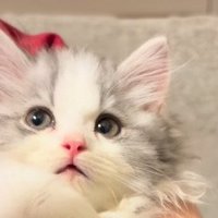 大きな瞳で見つめるてん君