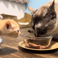 母猫がご飯を食べるのを横で観察する子猫