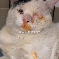 寝転ぶ猫