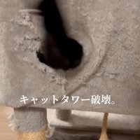 穴から腕を出している猫