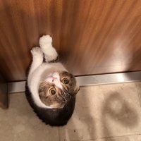 見上げる姿