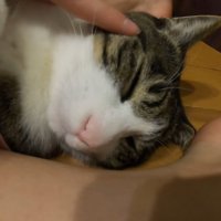 耳元を撫でられている猫