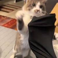 手にとびかかる猫