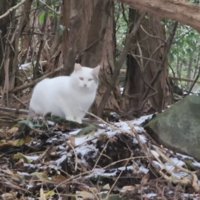 山奥にいる猫