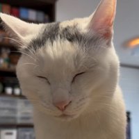 目を閉じる猫