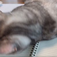 ノート上の猫