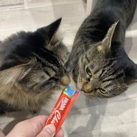 ちゅーるを2匹でなめる様子