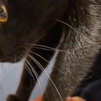 顔に乗っている猫