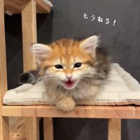 おしゃべりする猫