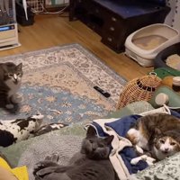 口を開けている3匹の猫