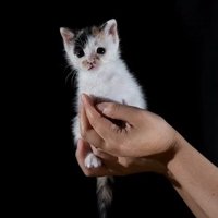 飼い主の手の中に座るいちえちゃん