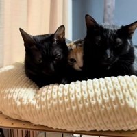 一緒にベッドに寝ている3匹の猫