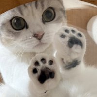 透明ボウルの中からじっと飼い主を見つめる猫