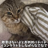 アイコンタクトで落ち着くたこやきくん