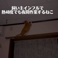 動き回る猫