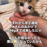 あごをなでられる子猫