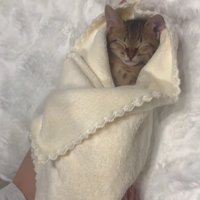 白いタオルに包まれて寝ている子猫
