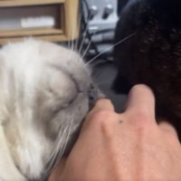 甘えている猫