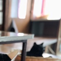 カゴの中でくつろぐ黒猫