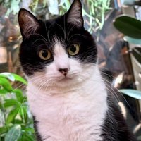 カメラ目線の猫