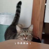 テーブルの前で正面みて口を開ける猫（ぅわああぁぅ）
