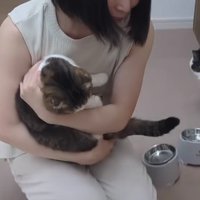 抱かれる猫