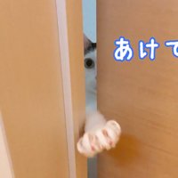 扉のすき間から手を出す猫