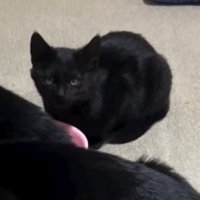 器から顔を上げて投稿者を見つめる黒い子猫