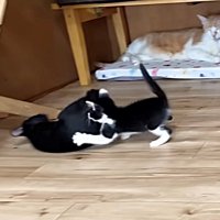 黒猫にじゃれて倒す子猫