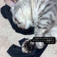 アームカバーの上で目を閉じる猫