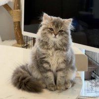 テーブルに座る長毛のキジトラ模様の猫