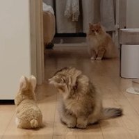 横を向く猫