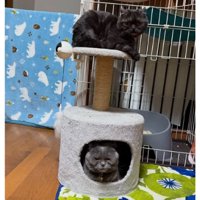 室内にいる猫たち