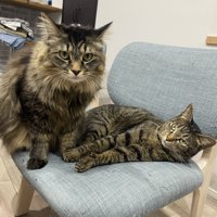 椅子の上に座る長毛の猫と寝そべる短毛の猫