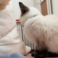 カメラの反対側を見つめる猫の横顔
