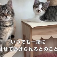キャットタワーに乗る2匹の子猫
