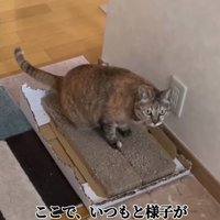 爪研ぎの上に座っている前傾姿勢気味の猫