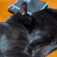 おしりにすっぽり顔を埋める猫
