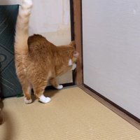 襖と壁の間に前足を入れる猫