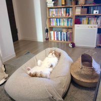 クッションの上で眠る猫