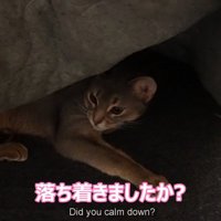 ラグの下にいる猫