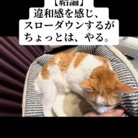 ベッドの中にいる猫