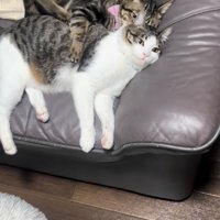 寄り添う猫たち