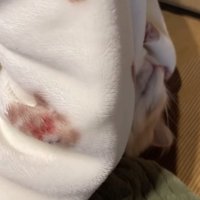 顔を少しだけ出す猫