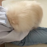 顔を埋める犬