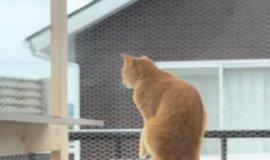 通気性抜群な箱』に入ったネコ→だんだんと溶けていって…まさかの瞬間