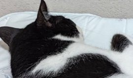 猫に『イタズラ』をしてみた結果…あまりにも可愛すぎる『仕返しを