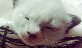 猫との暮らしを応援する専門情報サイト | ねこちゃんホンポ